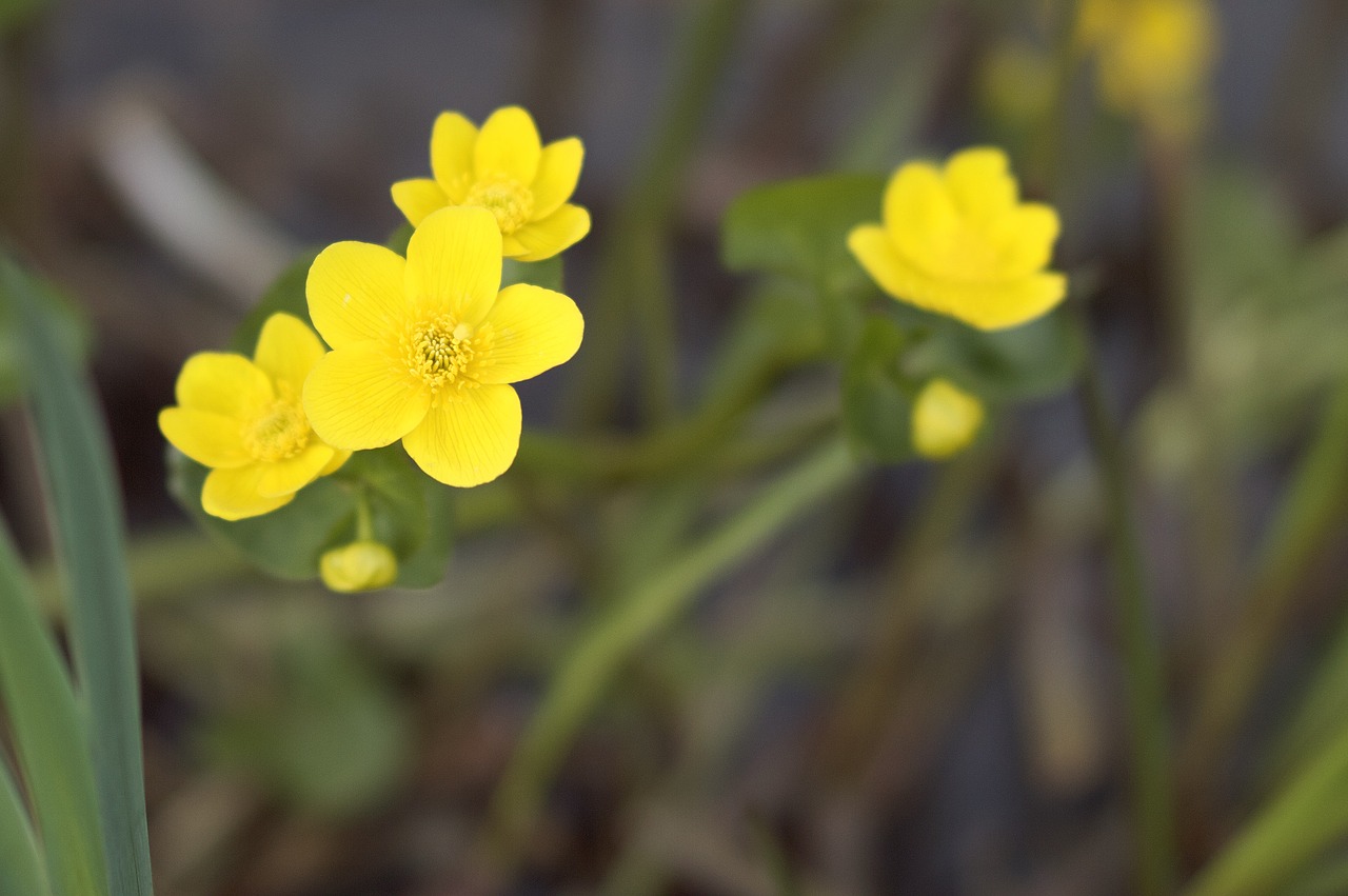 flower  nature  flora free photo