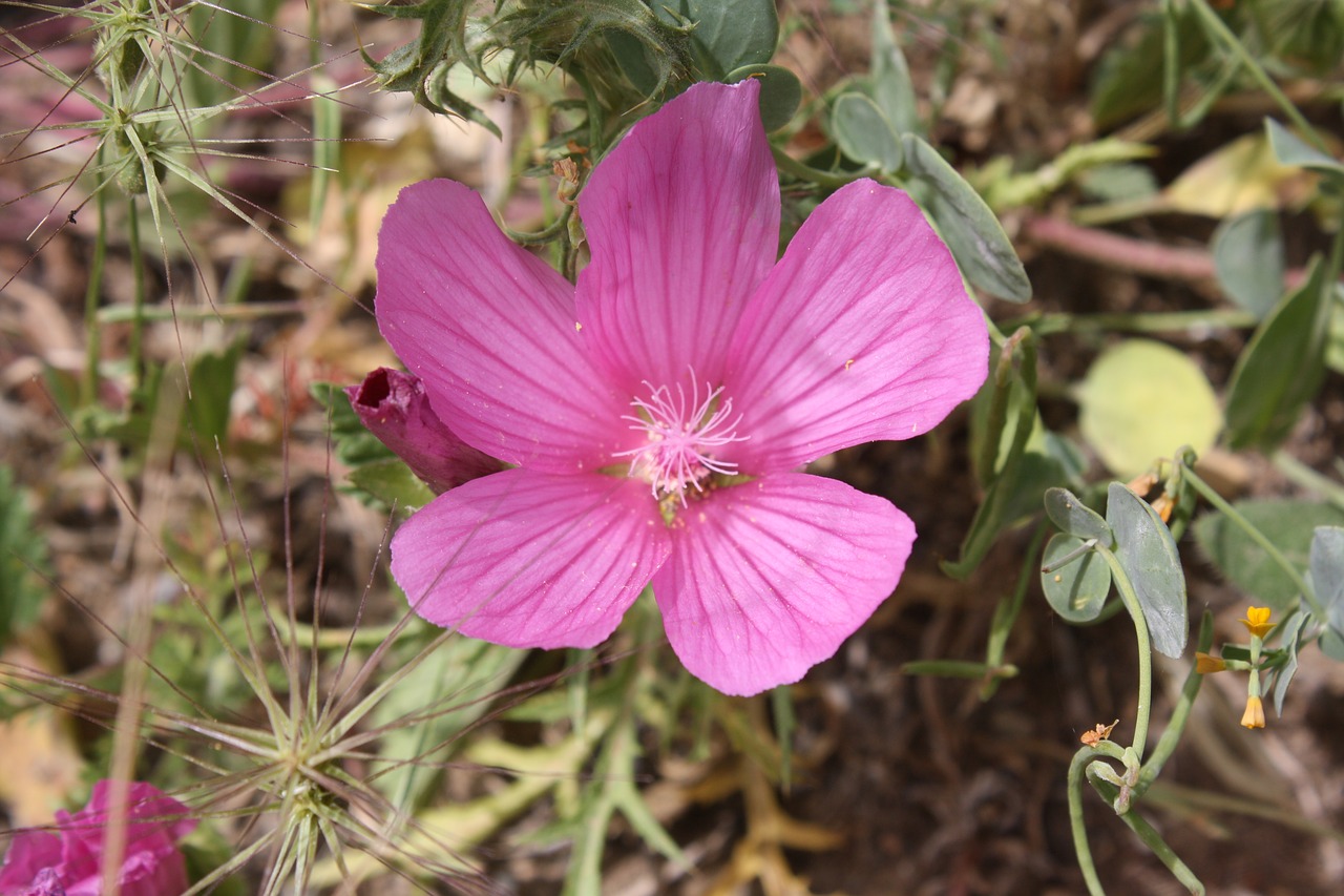 flower  nature  plant free photo