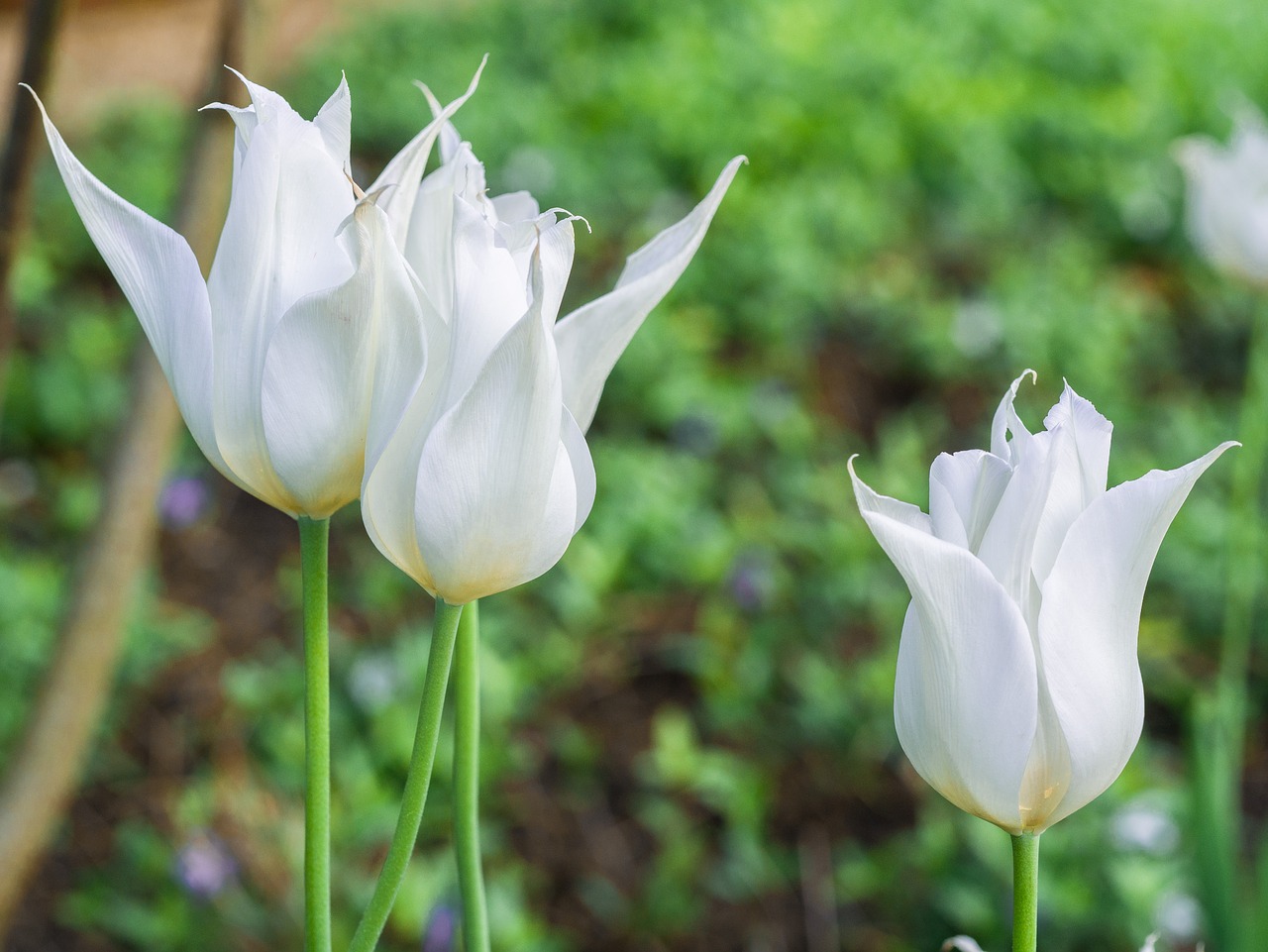 flower  tulip  flowers free photo