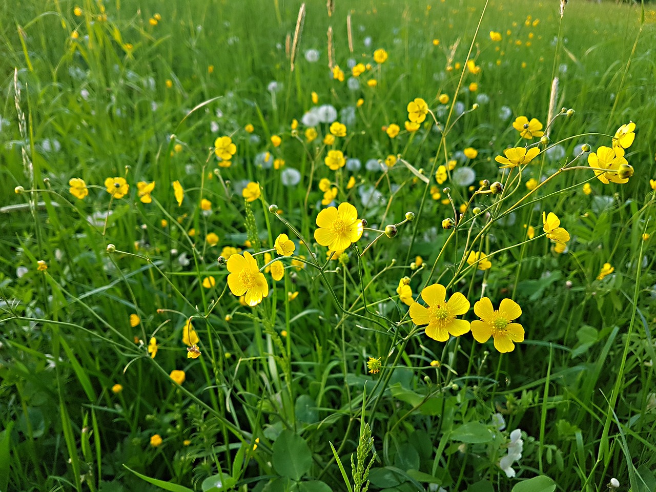 flower  meadow  field free photo