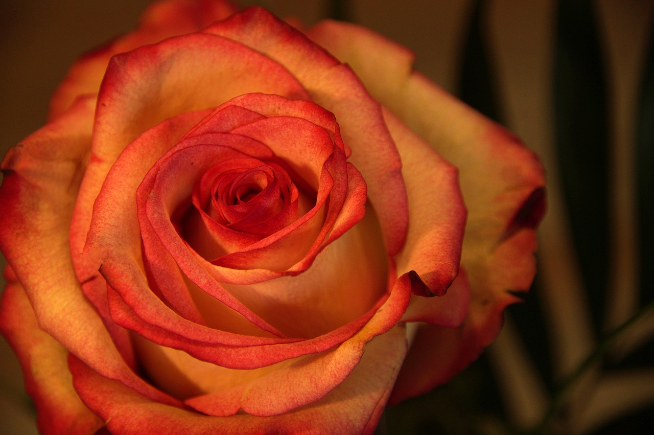 flower  rose  love free photo