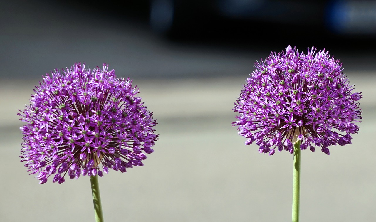 flower  nature  plant free photo