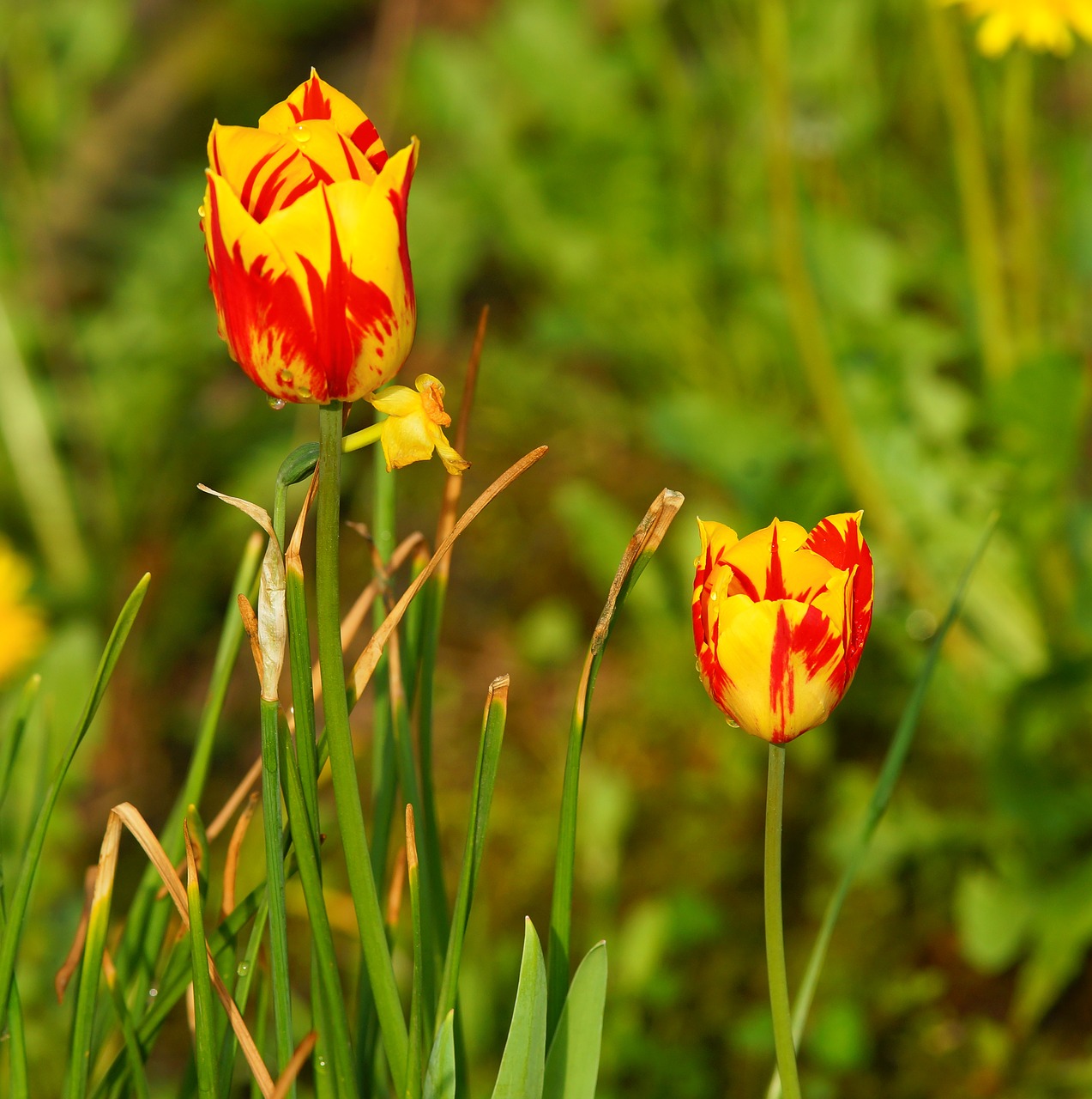 flower  nature  summer free photo