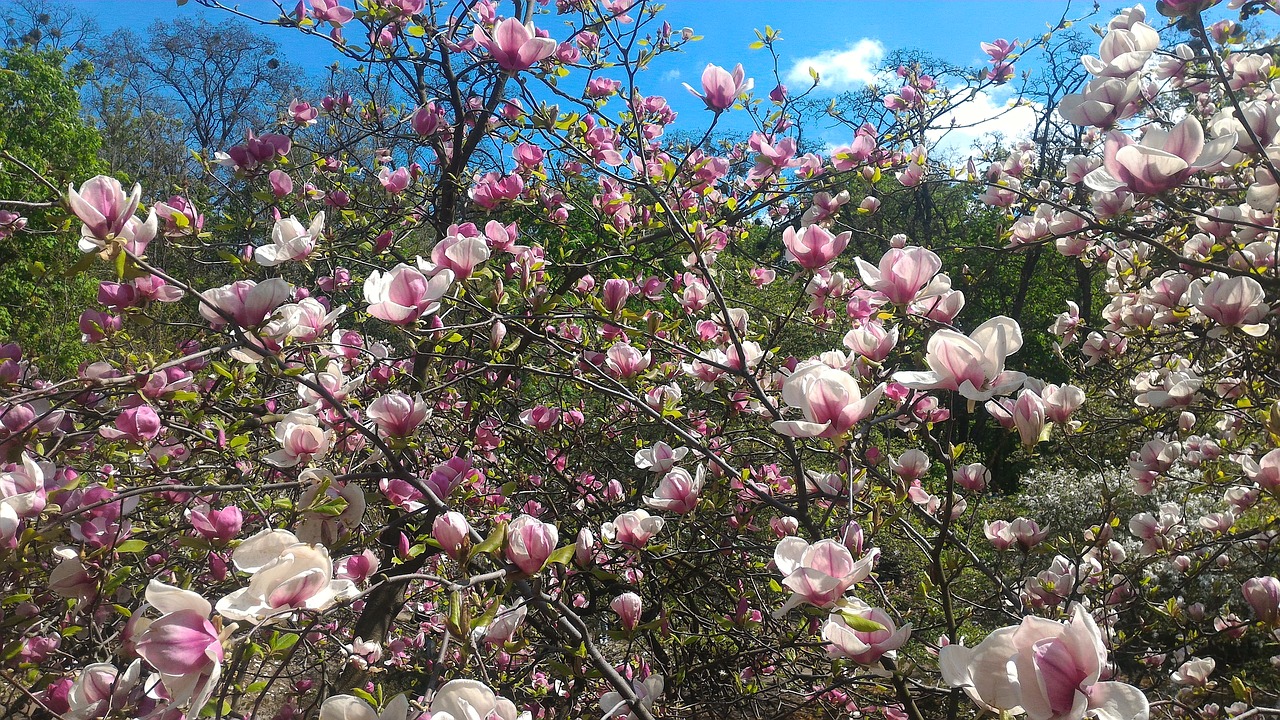 flower  plant  nature free photo