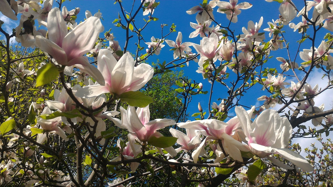 flower  plant  nature free photo