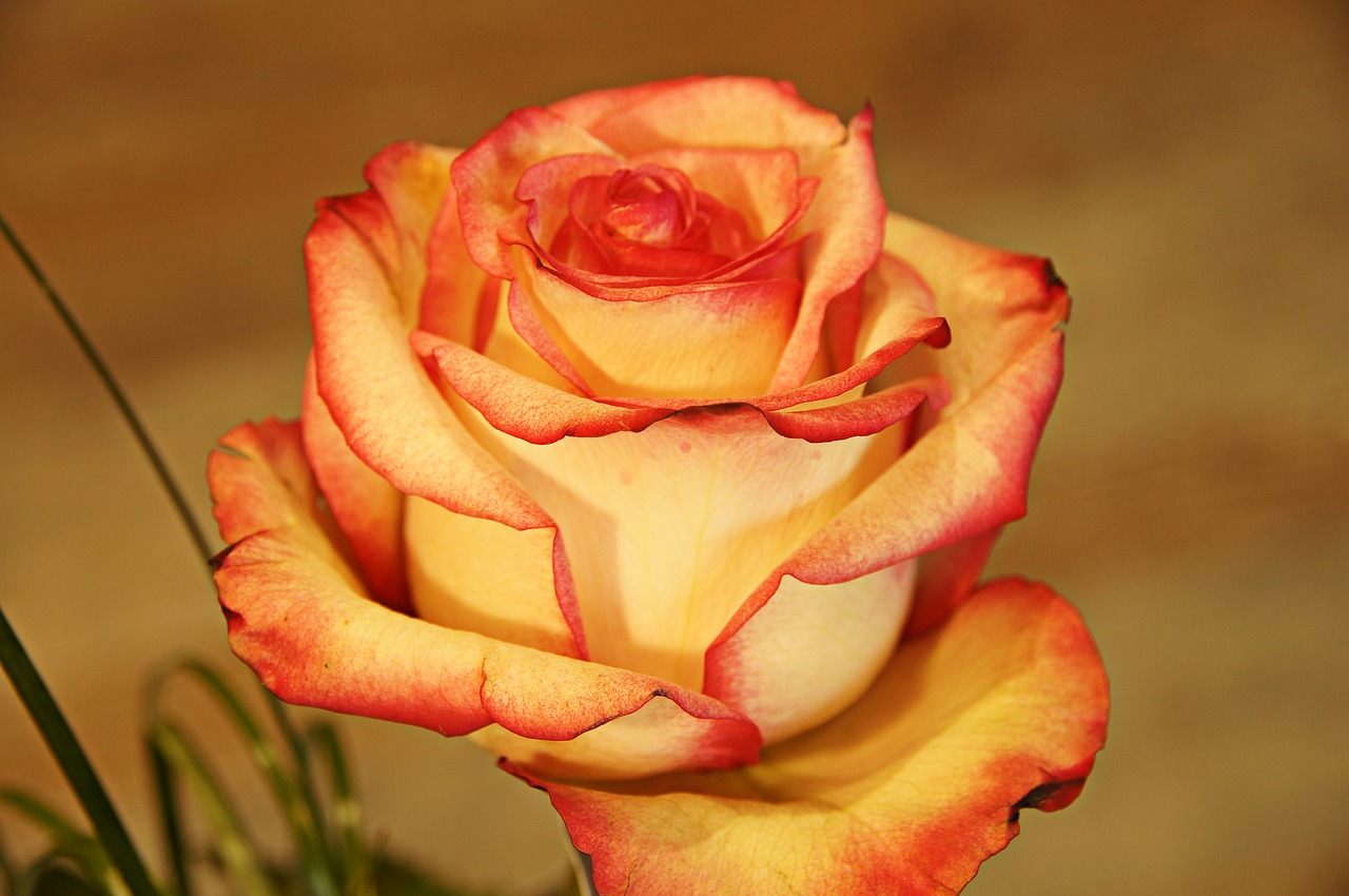 flower  rose  love free photo