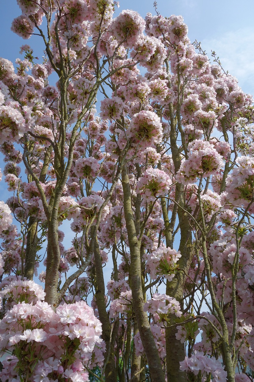 flower  plant  tree free photo