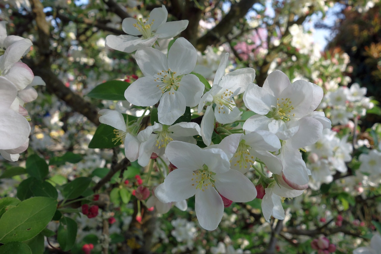 flower  tree  plant free photo