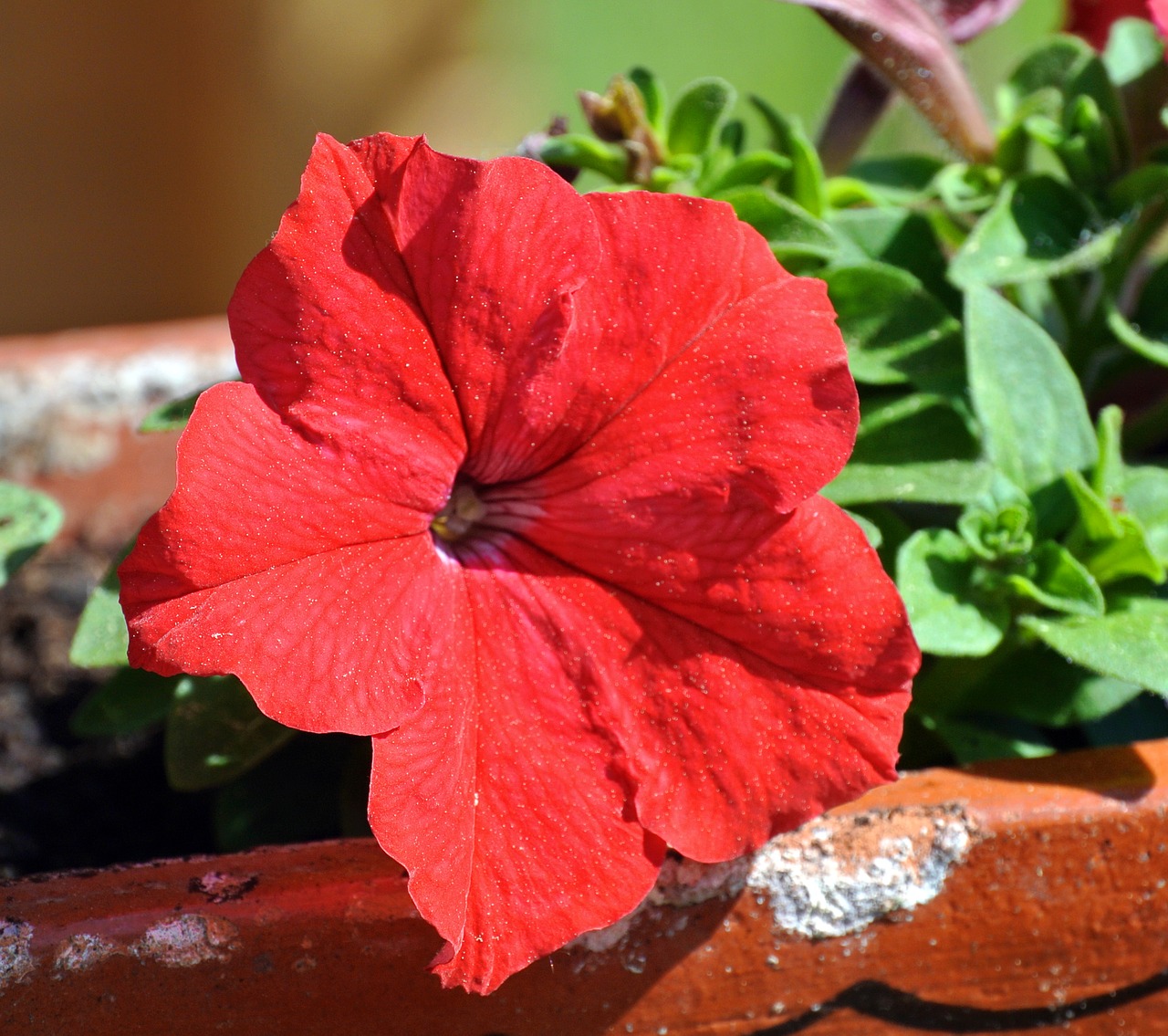 flower  plant  nature free photo