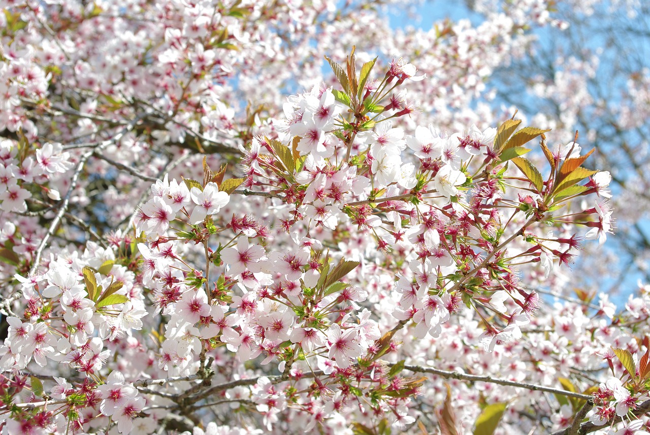 flower  tree  branch free photo