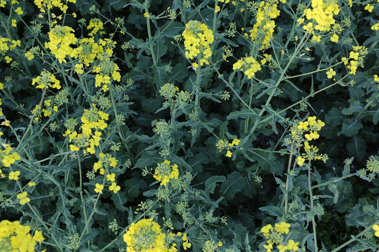 flower  plant  field free photo