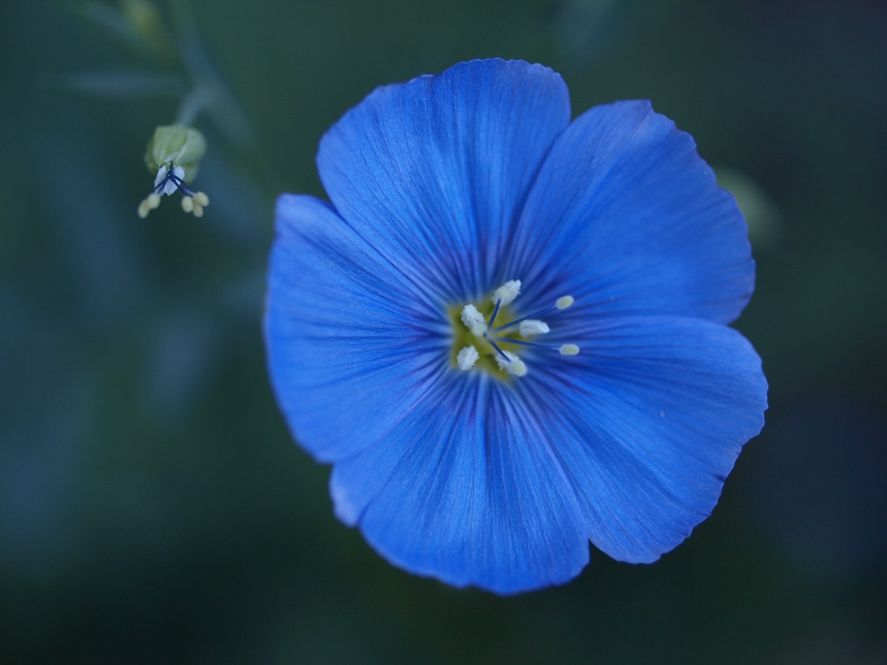 flower  macro free pictures free photo