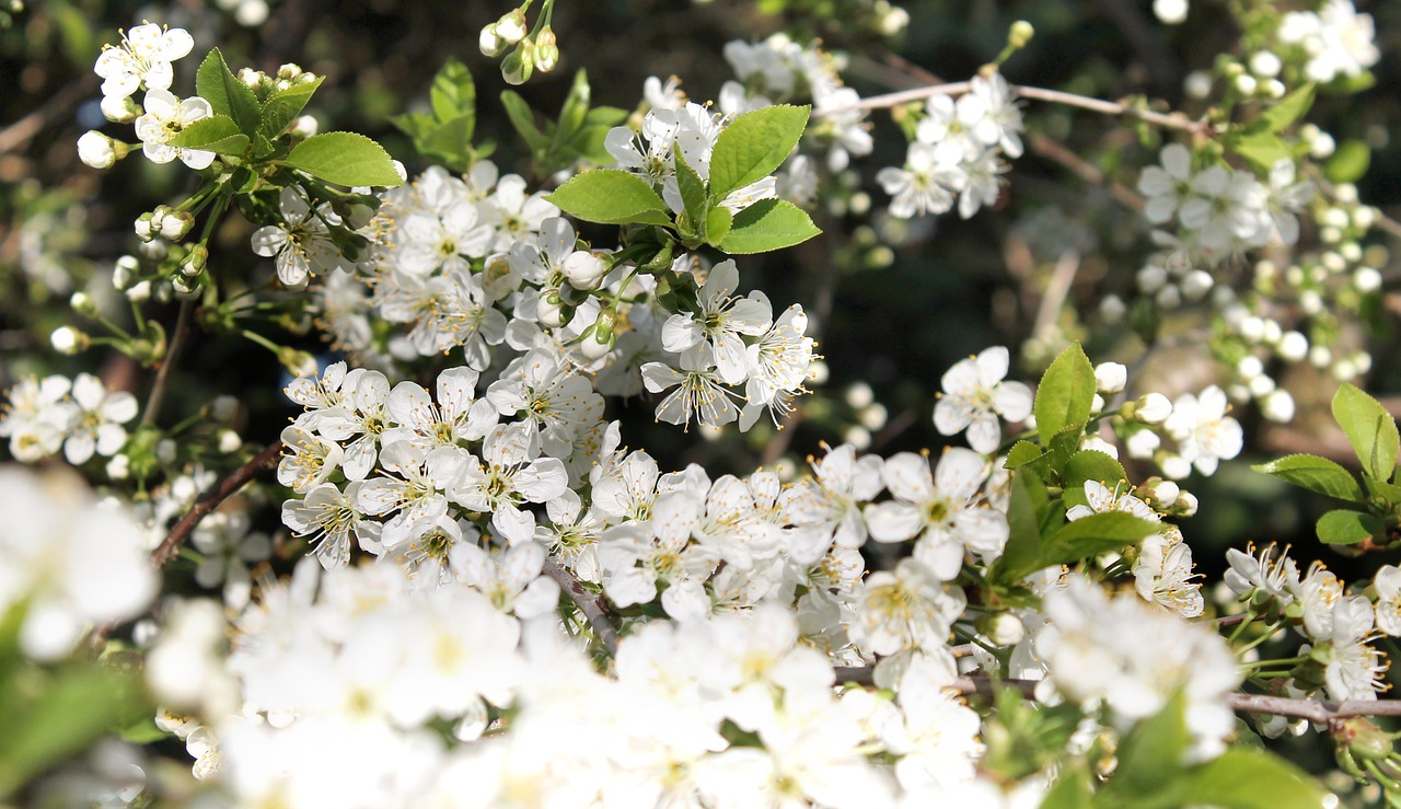 flower  flora  nature free photo