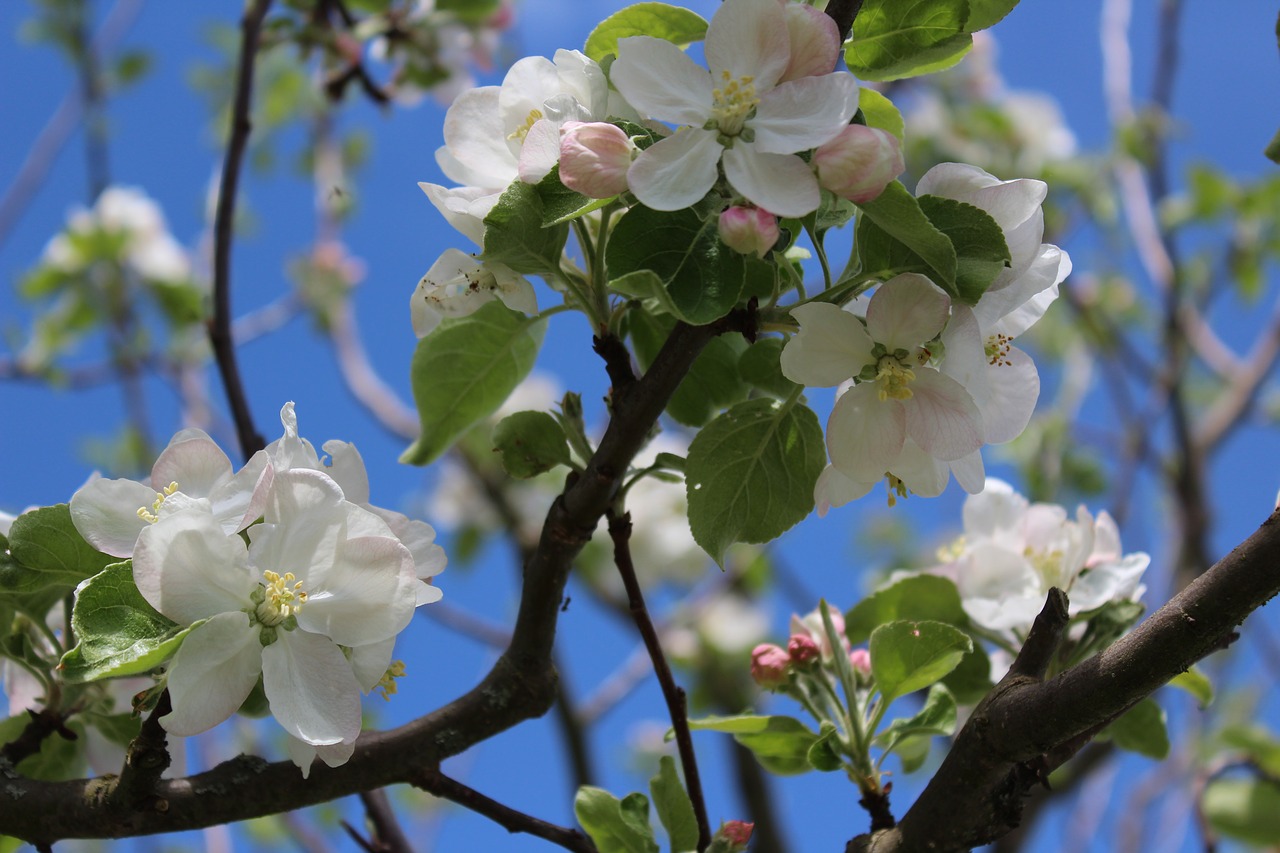 flower  tree  branch free photo