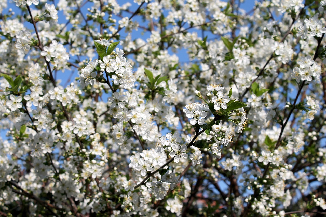 flower  tree  cherry free photo