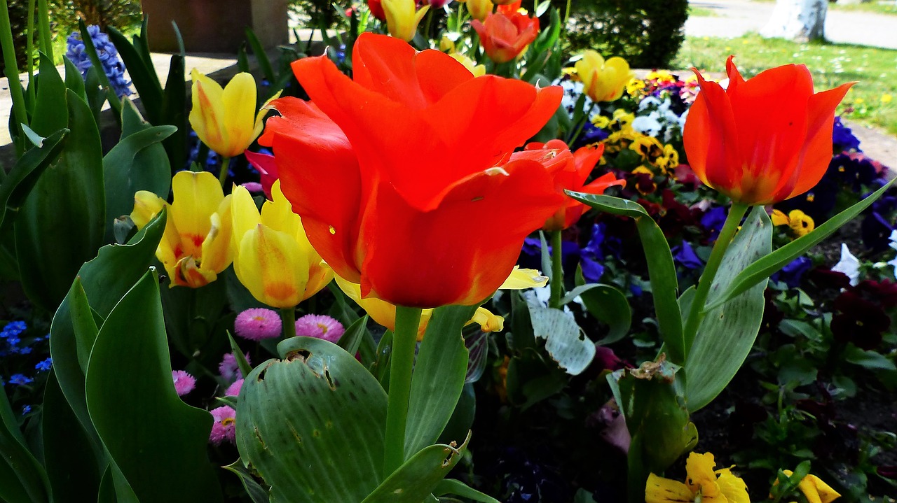 flower  tulip  nature free photo