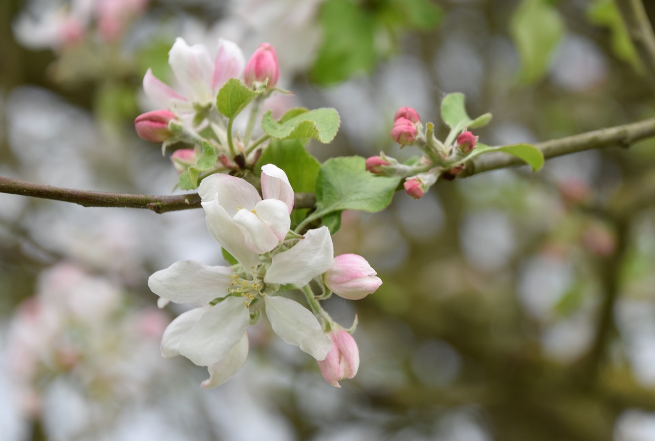 flower  tree  branch free photo