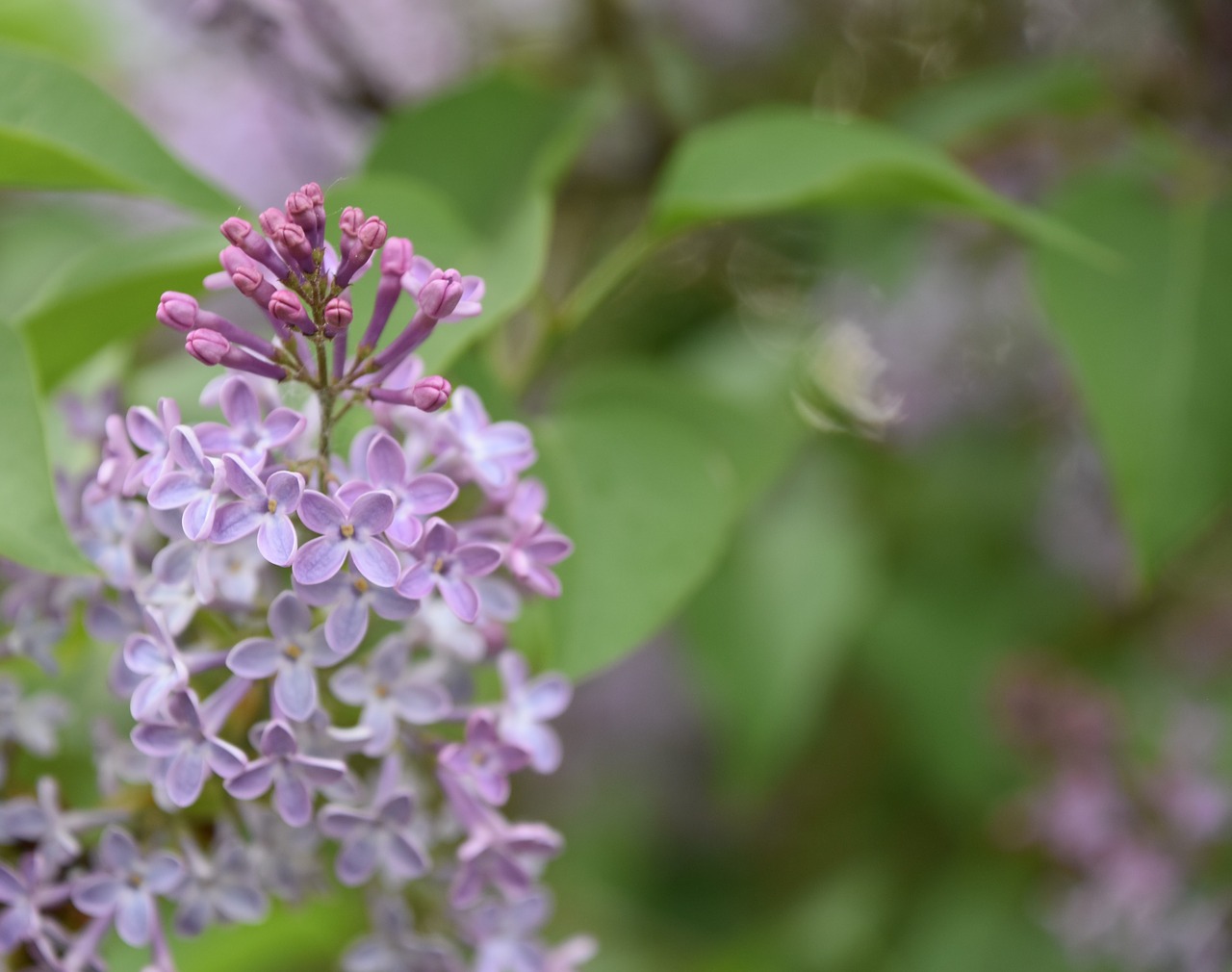 flower  plant  nature free photo