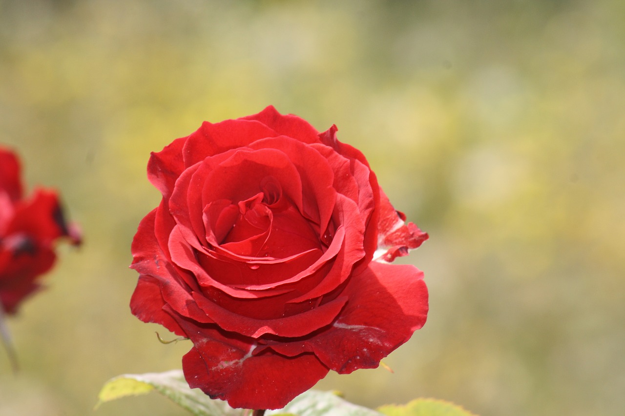 flower  nature  rosebush free photo