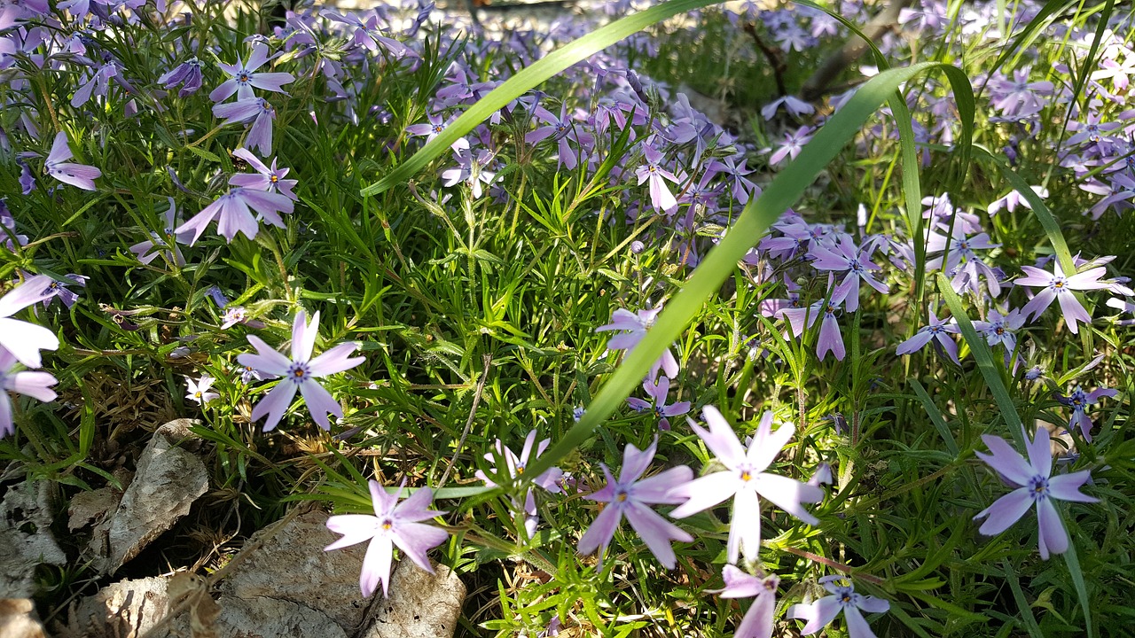 flower  plant  nature free photo