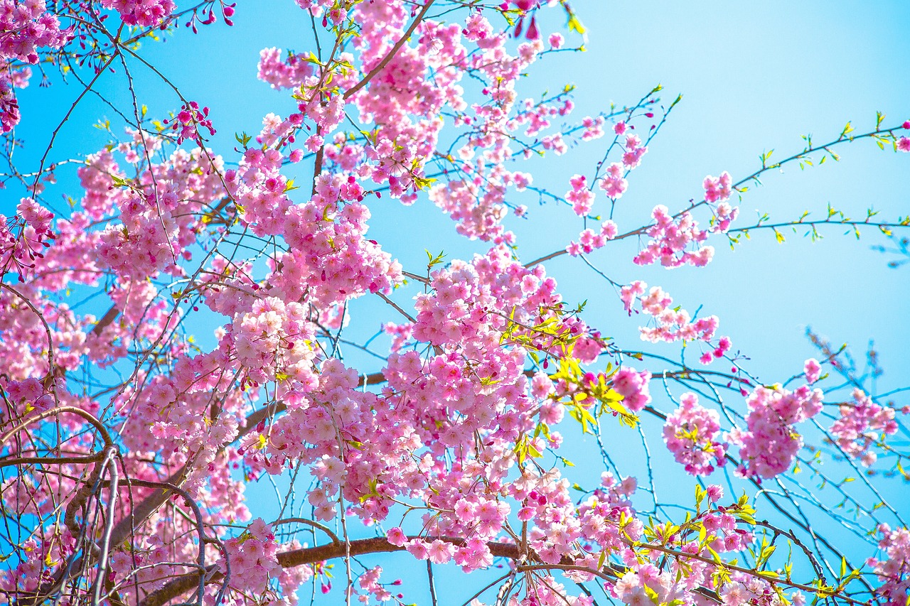 flower  sakura  plant free photo