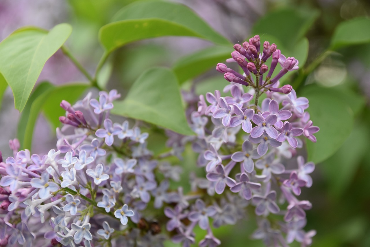 flower  plant  nature free photo