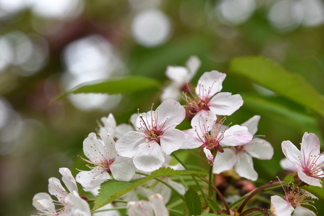 flower  nature  plant free photo