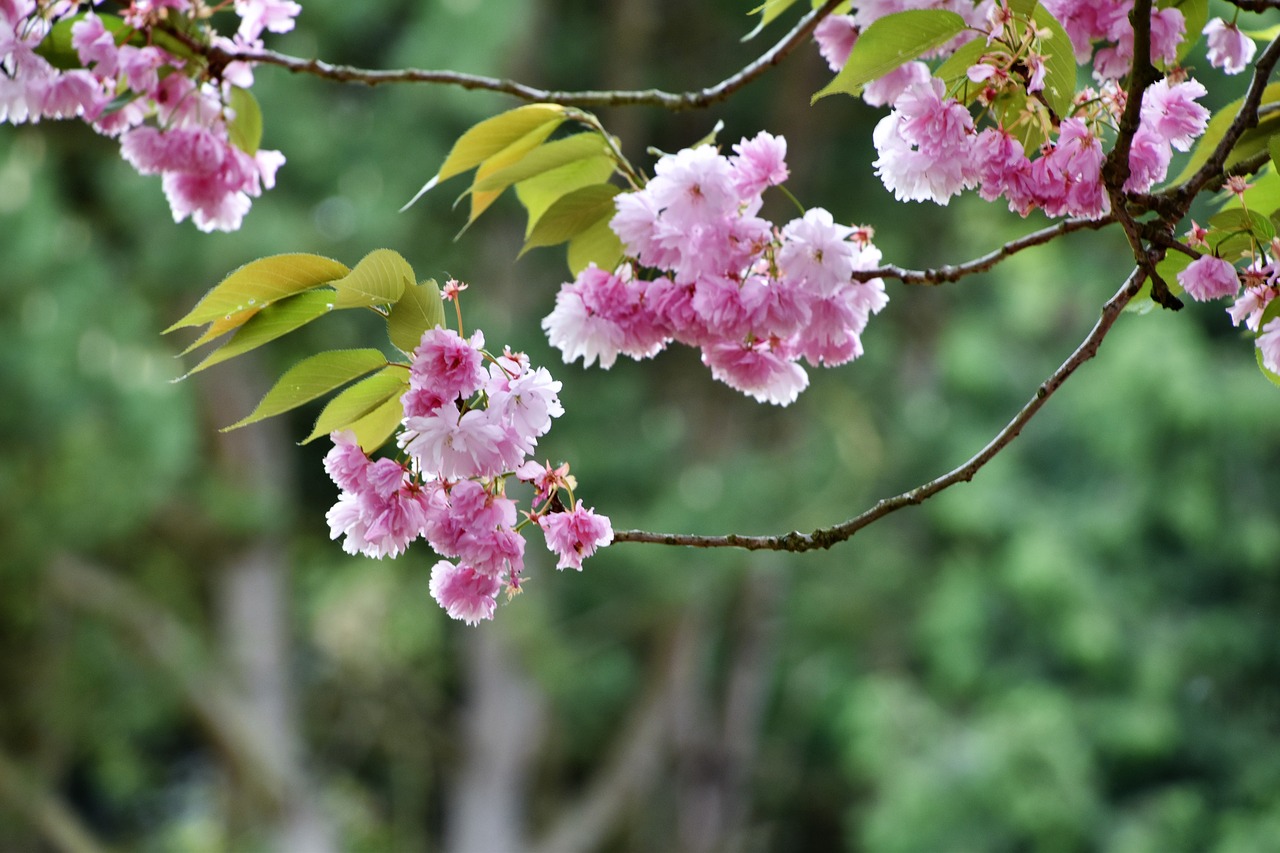 flower  tree  nature free photo