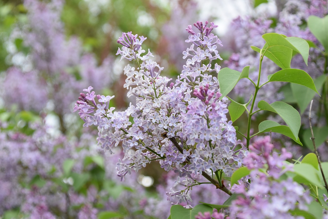 flower  plant  nature free photo