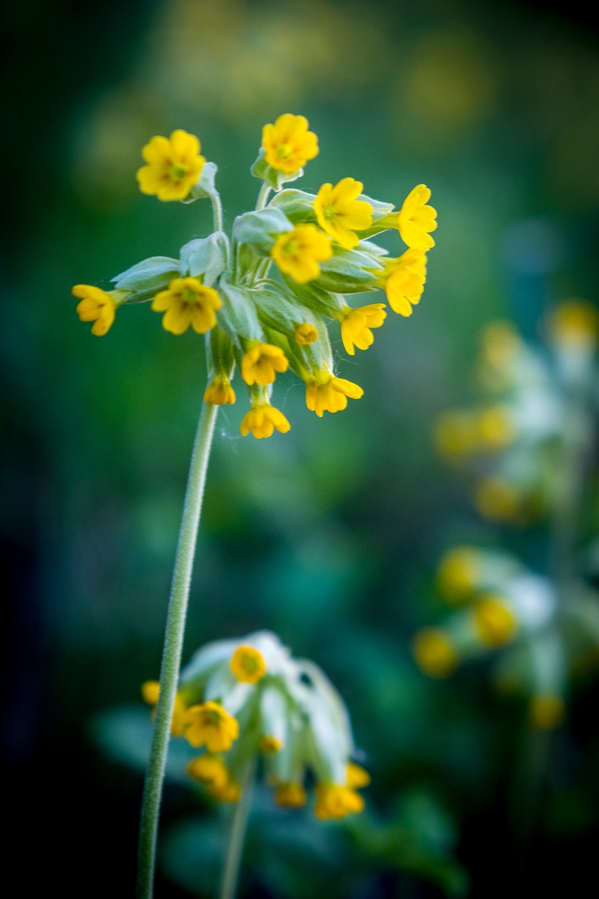 flower  plant  nature free photo