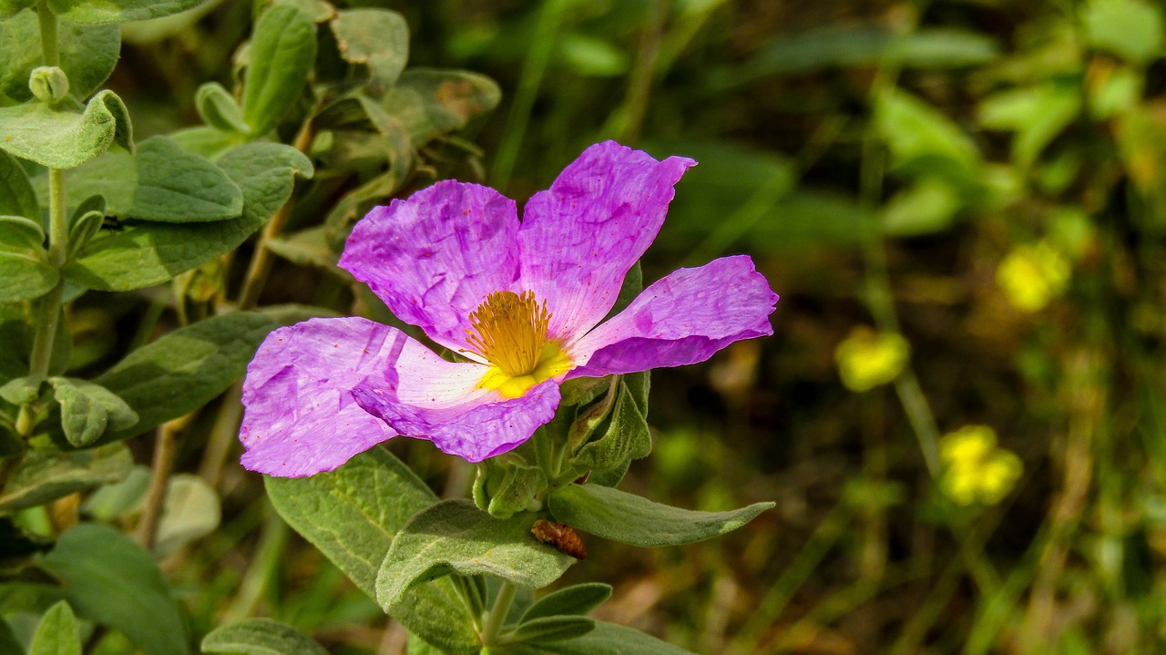 flower  nature  plant free photo