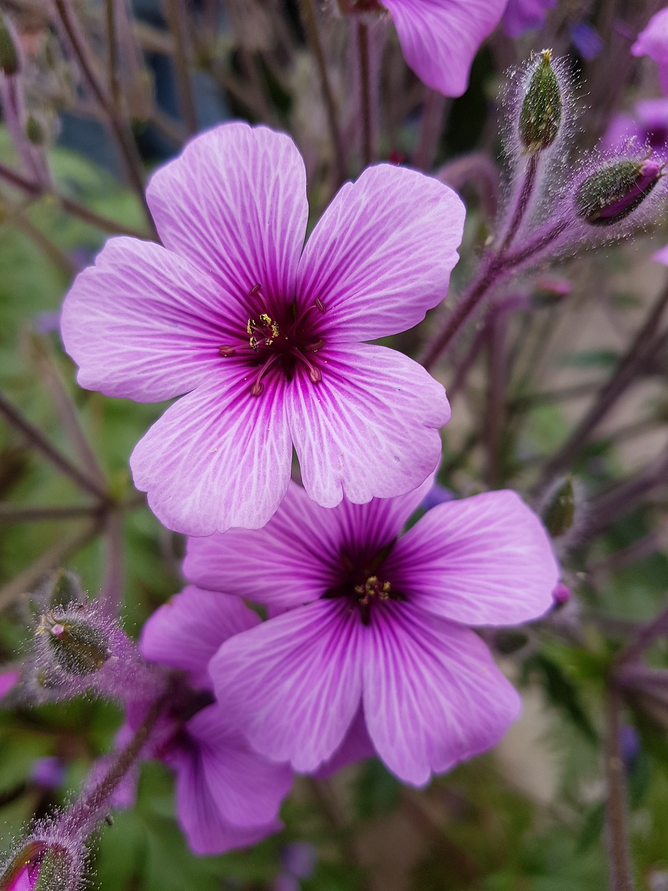 flower  plant  nature free photo