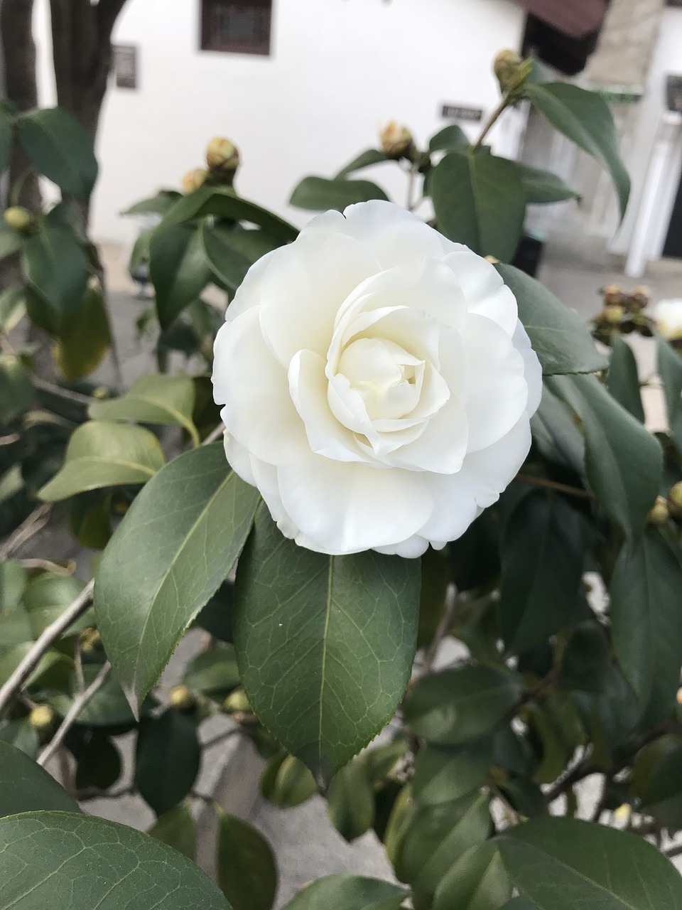 flower  plant  rose free photo