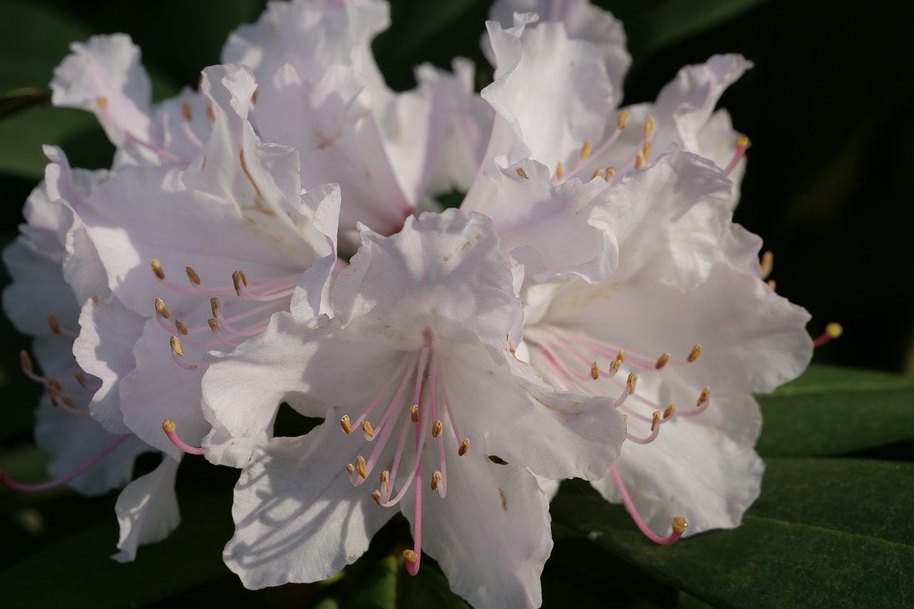 flower  plant  rhododendron free photo