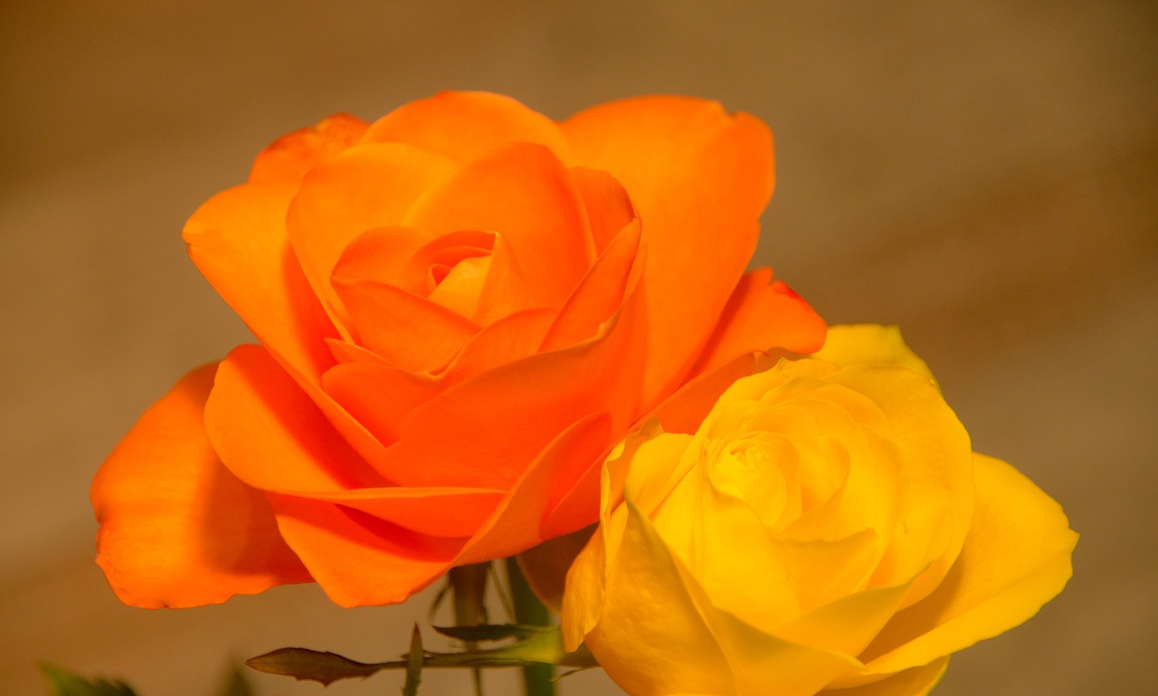 flower  rose  romance free photo