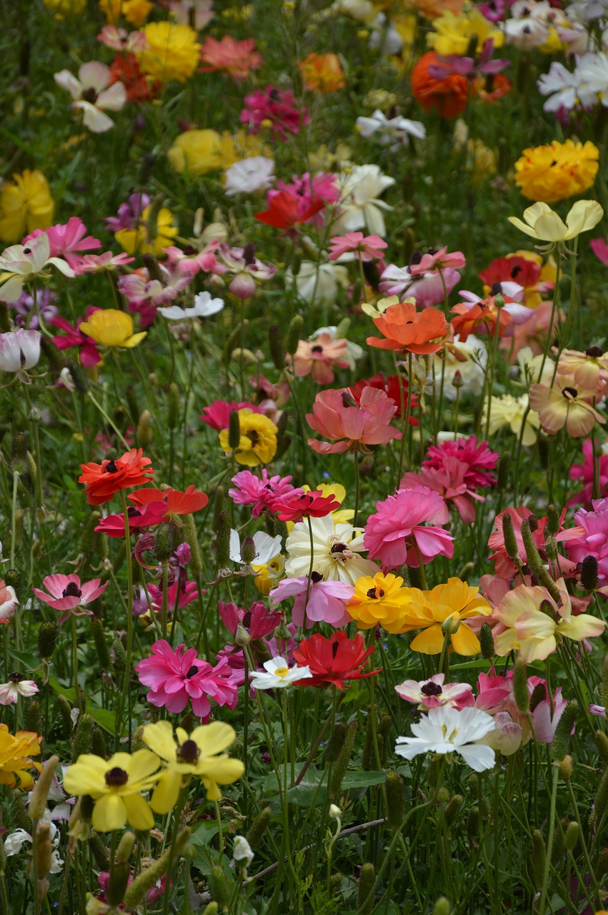 flower  plant  anemones free photo