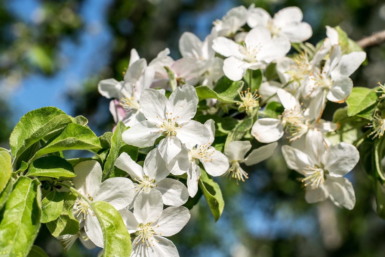 flower  plant  nature free photo