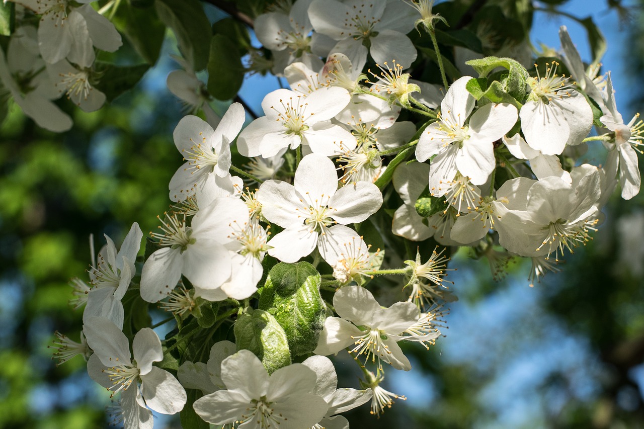 flower  nature  plant free photo