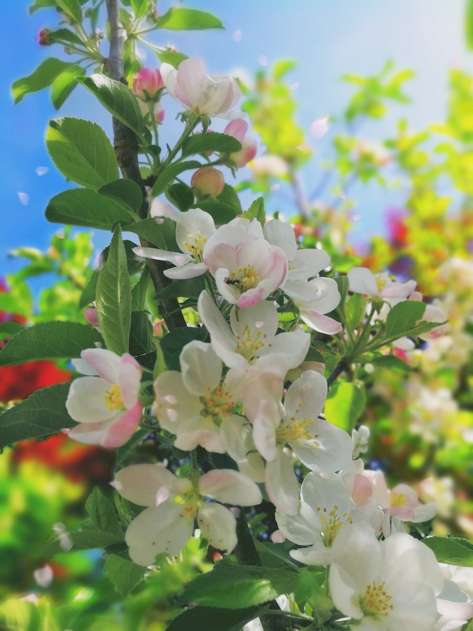 flower  plant  nature free photo