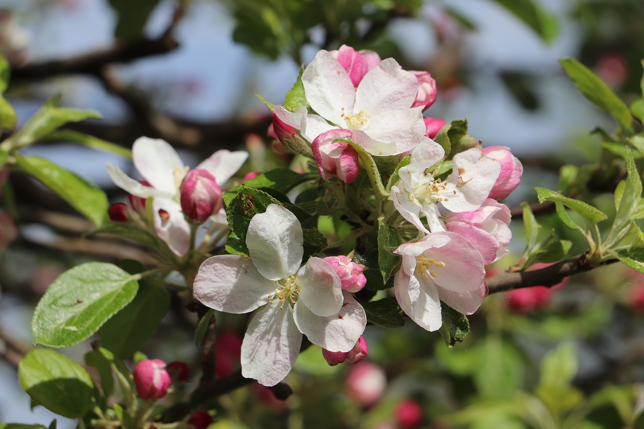 flower  plant  nature free photo