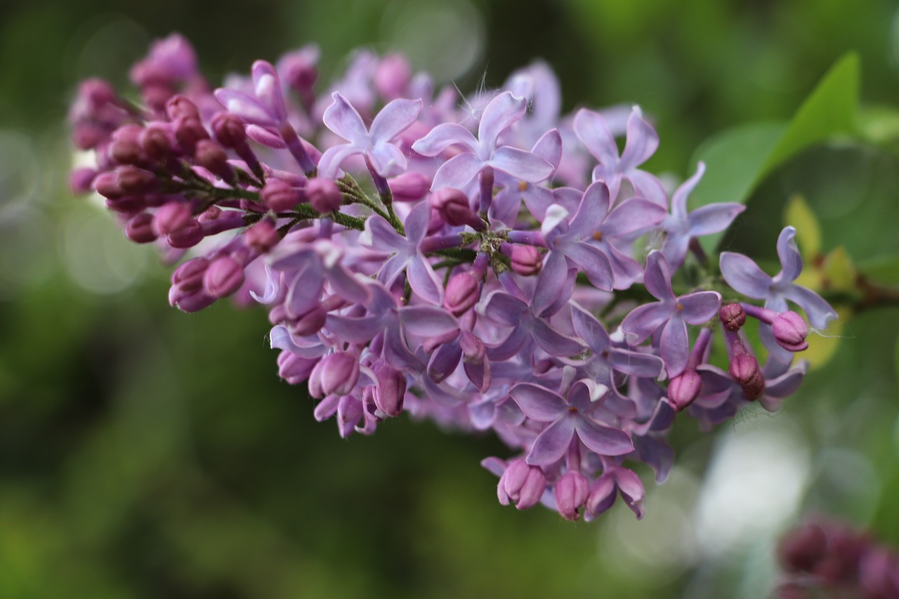 flower  plant  nature free photo