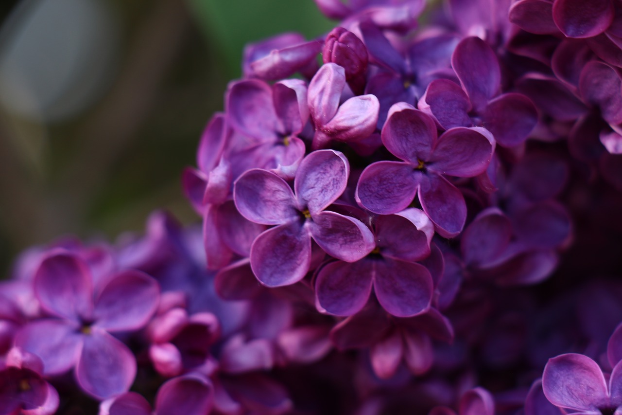 flower  plant  nature free photo