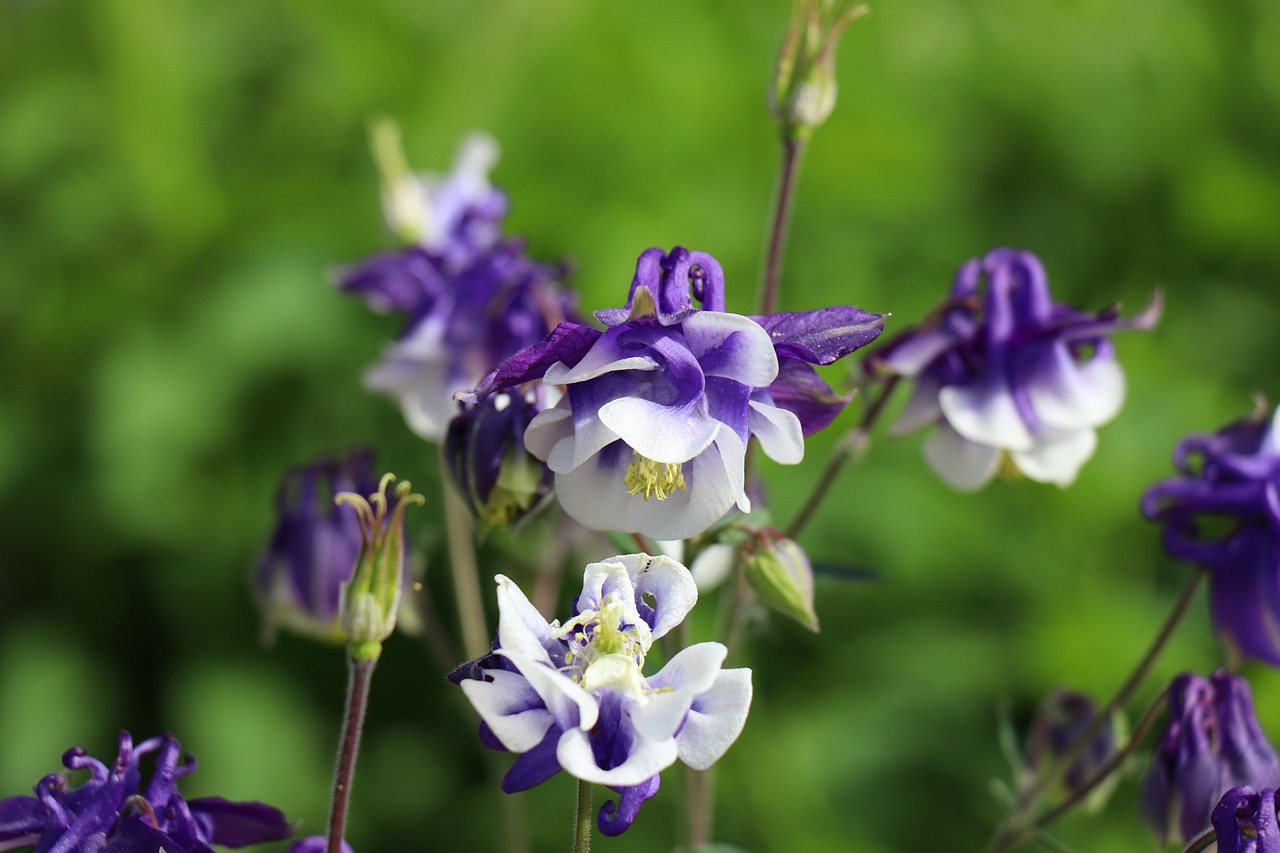 flower  plant  nature free photo