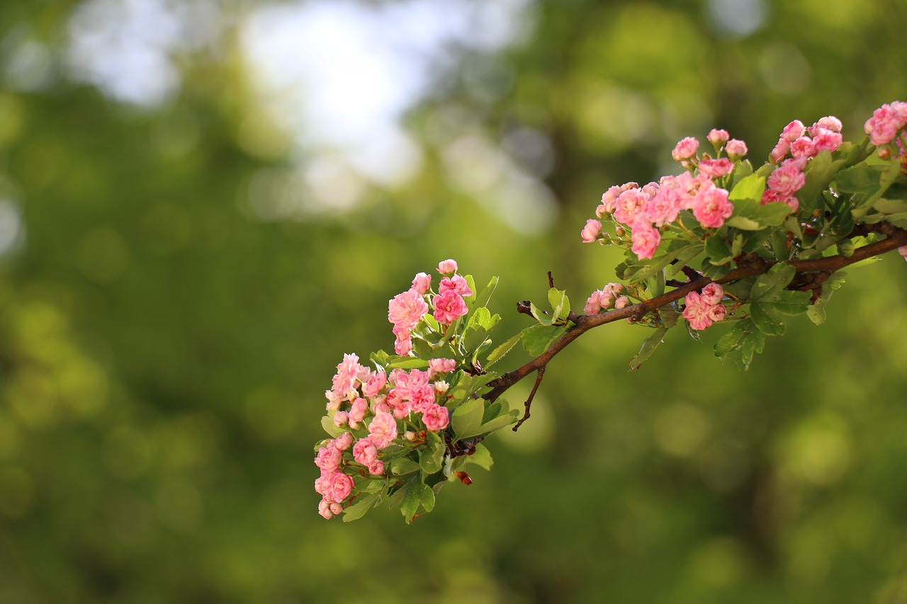 flower  nature  tree free photo