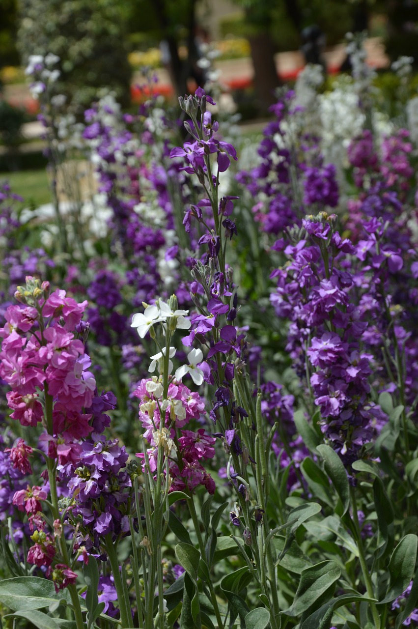 flower  plant  nature free photo