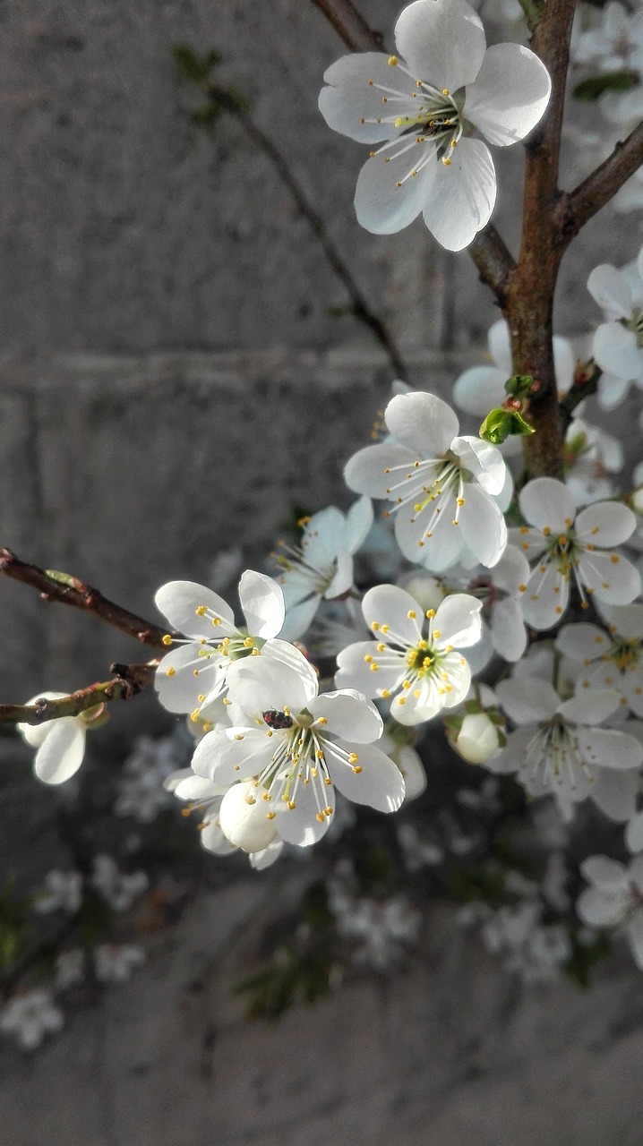 flower  plant  tree free photo