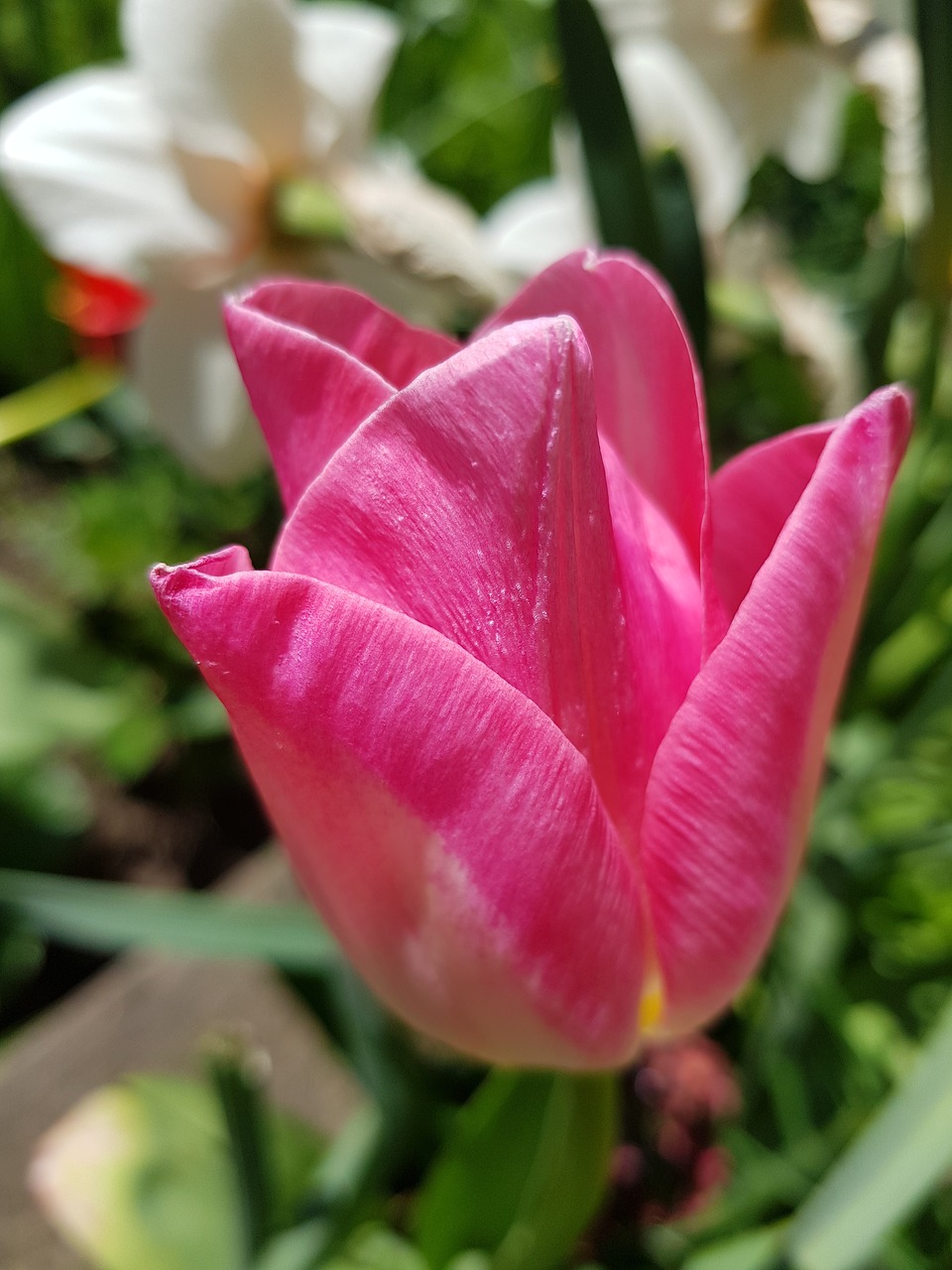 flower  nature  tulip free photo