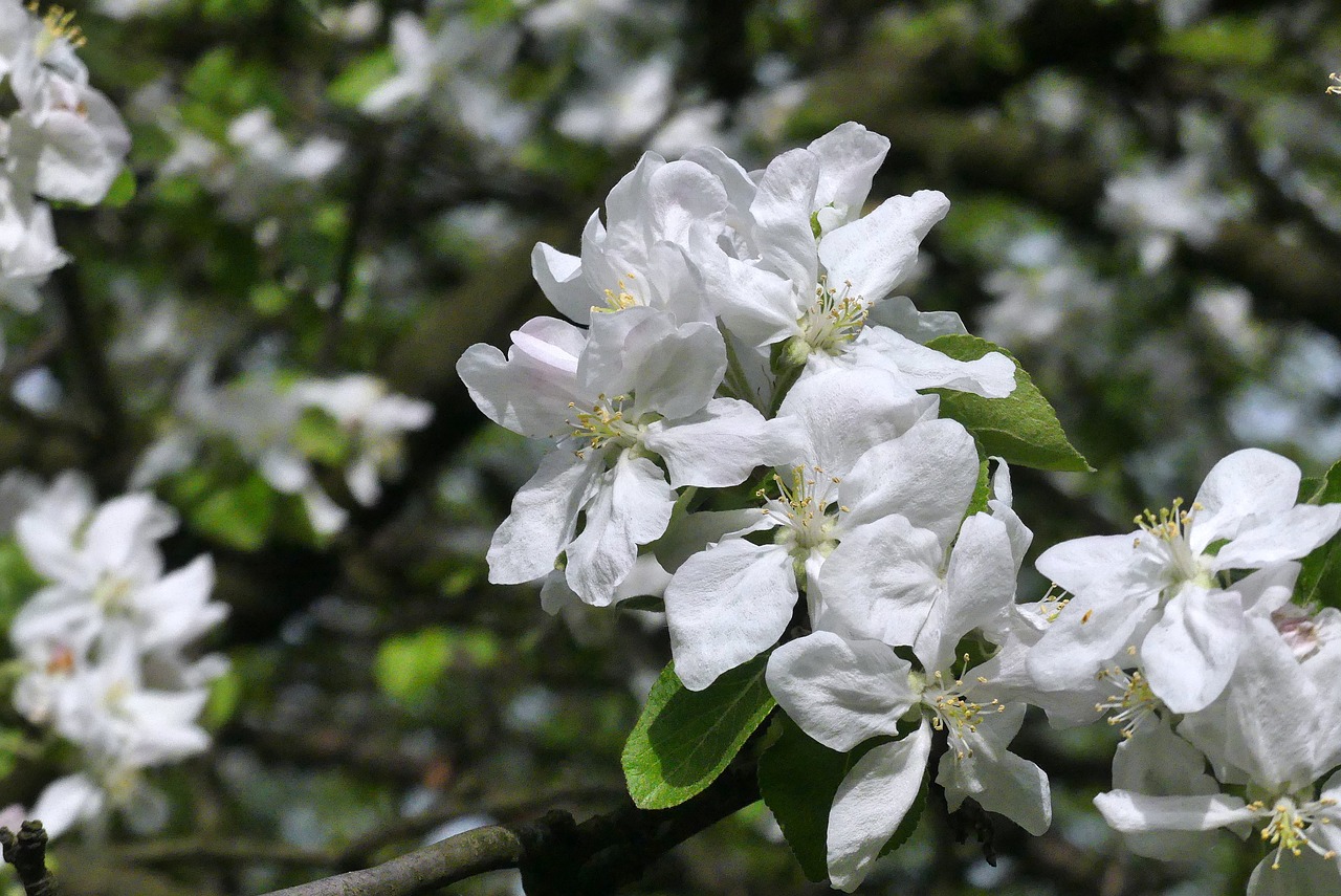 flower  plant  nature free photo