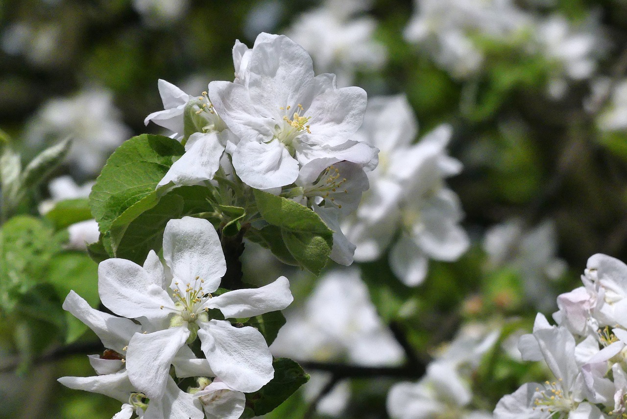 flower  plant  nature free photo