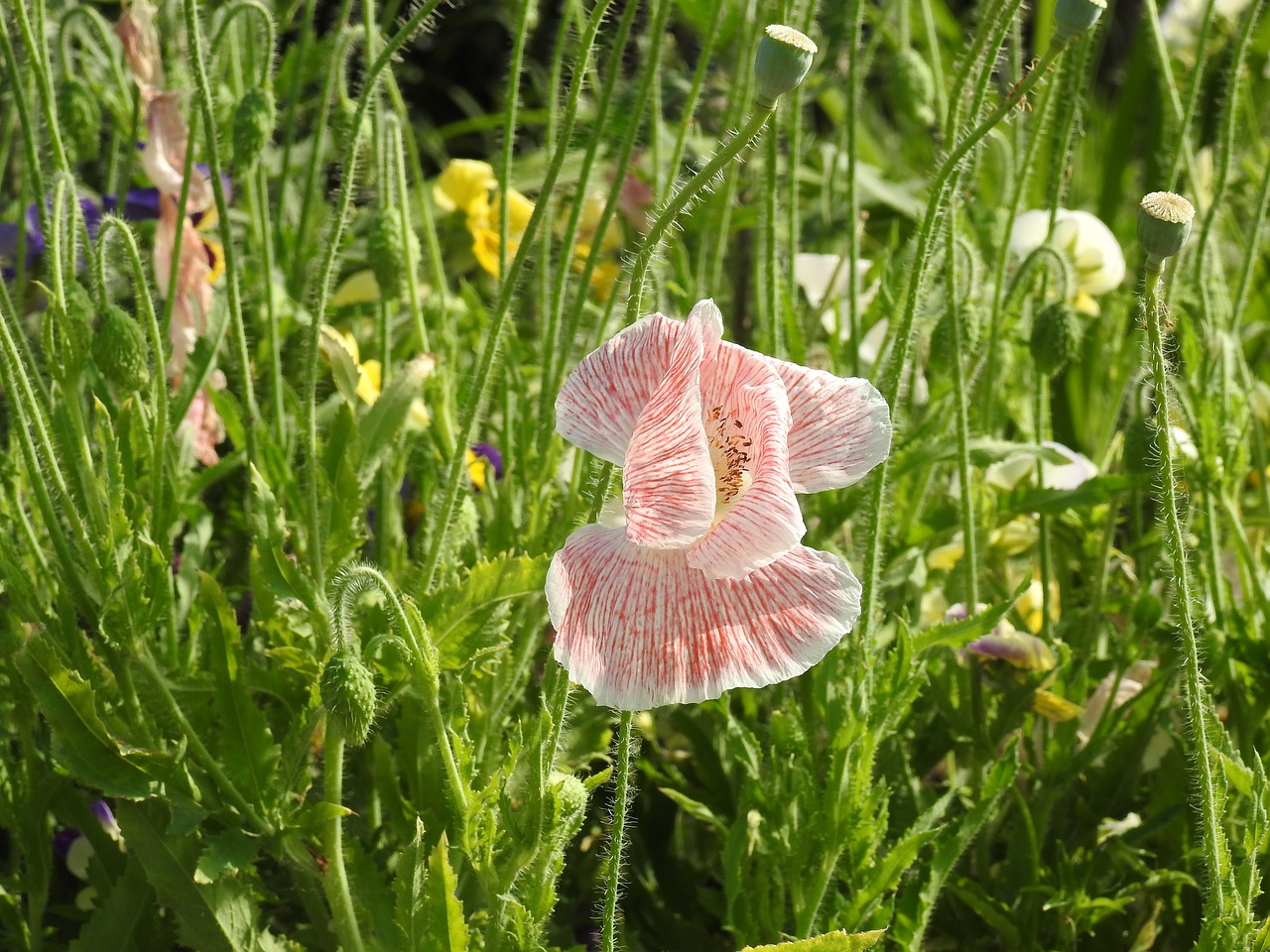 flower  flora  nature free photo